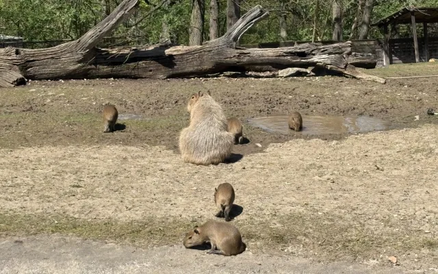 FOTO: V brněnské zoo přibyly další malé kapybary. Ve výběhu už skotačí pět mláďat