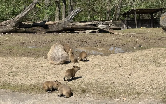 FOTO: V brněnské zoo přibyly další malé kapybary. Ve výběhu už skotačí pět mláďat