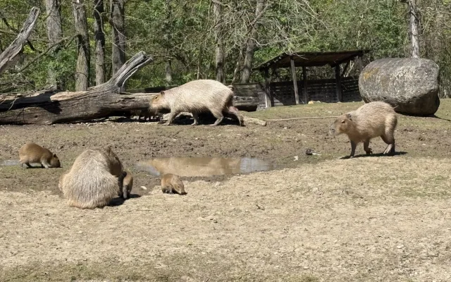 FOTO: V brněnské zoo přibyly další malé kapybary. Ve výběhu už skotačí pět mláďat