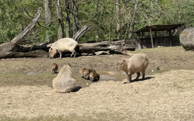 FOTO: V brněnské zoo přibyly další malé kapybary. Ve výběhu už skotačí pět mláďat