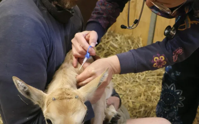FOTO: V hodonínské zoo mají roztomilý přírůstek, narodil se vzácný přímorožec