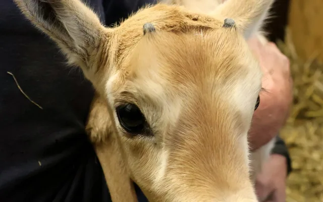 FOTO: V hodonínské zoo mají roztomilý přírůstek, narodil se vzácný přímorožec