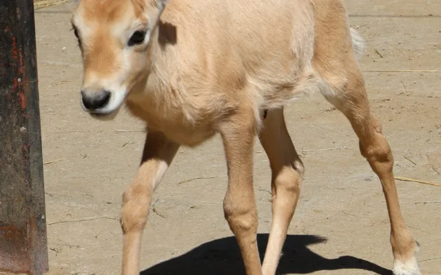 FOTO: V hodonínské zoo mají roztomilý přírůstek, narodil se vzácný přímorožec