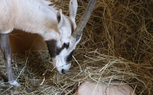FOTO: V hodonínské zoo mají roztomilý přírůstek, narodil se vzácný přímorožec