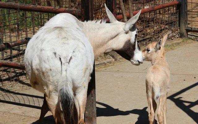 FOTO: V hodonínské zoo mají roztomilý přírůstek, narodil se vzácný přímorožec