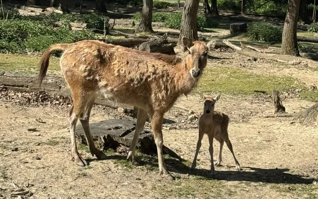 V brněnské zoo mají mládě jelena milu. Vzácný kopytník se takřka vrátil ze záhrobí