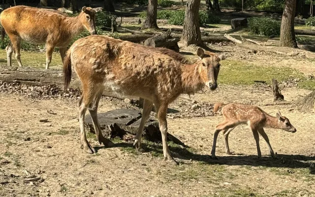 V brněnské zoo mají mládě jelena milu. Vzácný kopytník se takřka vrátil ze záhrobí