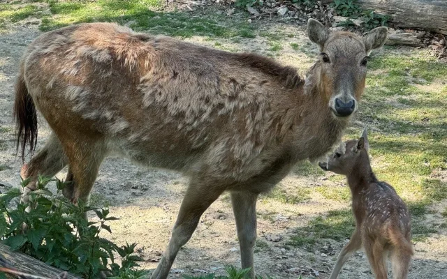 V brněnské zoo mají mládě jelena milu. Vzácný kopytník se takřka vrátil ze záhrobí