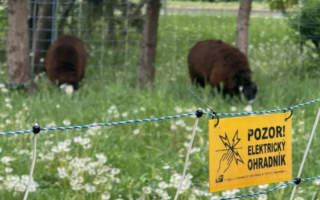 Dvě mladé ovce se zabydlely v Brně. Pomáhají s údržbou veřejné zeleně