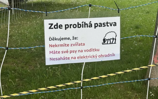 Dvě mladé ovce se zabydlely v Brně. Pomáhají s údržbou veřejné zeleně