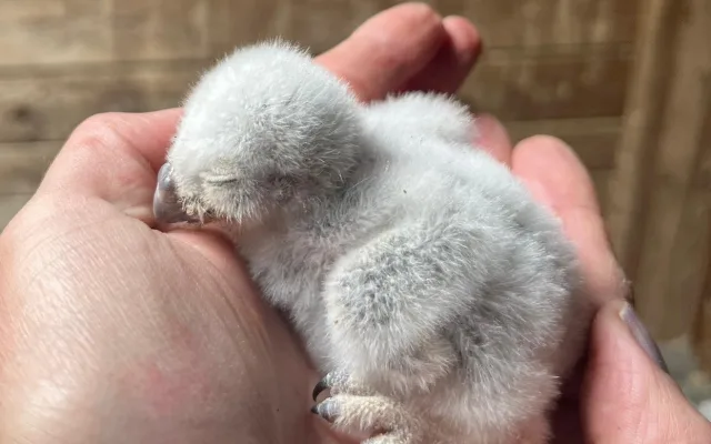 Pět malých písklat. Brněnská zoo se chlubí roztomilými mláďaty sýčka obecného