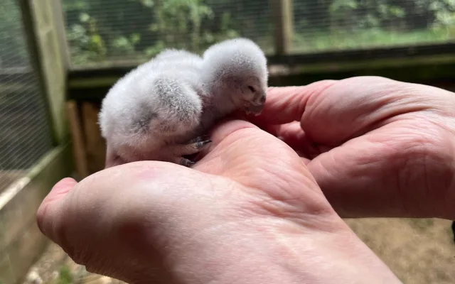 Pět malých písklat. Brněnská zoo se chlubí roztomilými mláďaty sýčka obecného