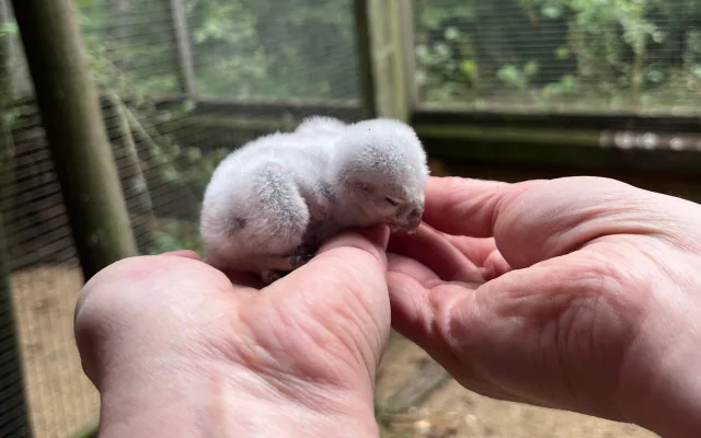 Pět malých písklat. Brněnská zoo se chlubí roztomilými mláďaty sýčka obecného