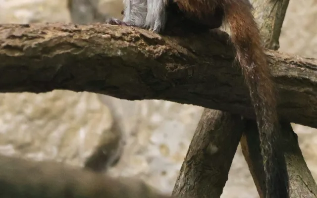 Hodonínská zoo se raduje z mnoha malých přírůstků, narodili se papoušci i zebra