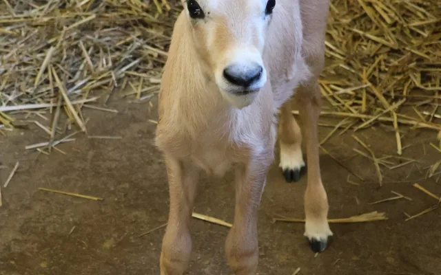 Hodonínská zoo se raduje z mnoha malých přírůstků, narodili se papoušci i zebra