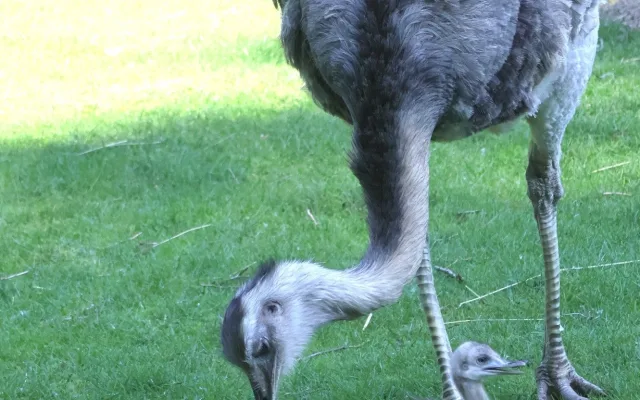 Hodonínská zoo se raduje z mnoha malých přírůstků, narodili se papoušci i zebra