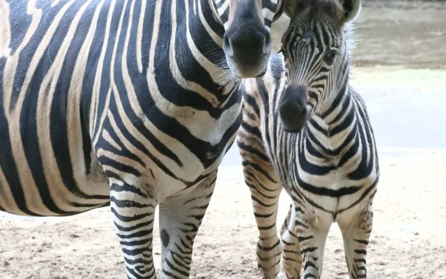 Hodonínská zoo se raduje z mnoha malých přírůstků, narodili se papoušci i zebra