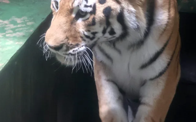 V Hodoníně mají nového tygra. Čtrnáctiletý fešák Oliver přicestoval z jihu Čech
