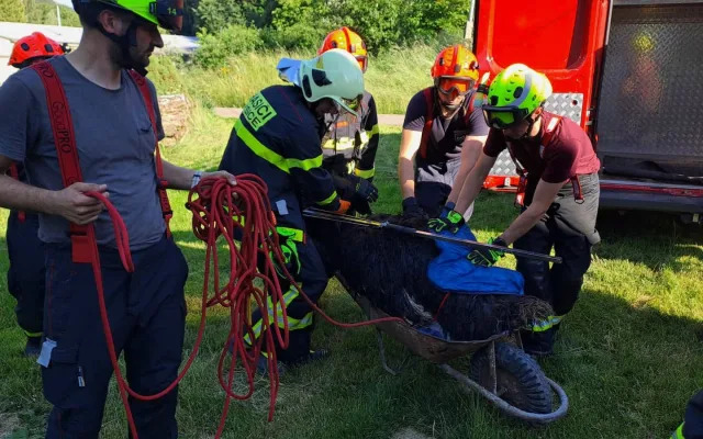 Agresivní pštros zaměstnal hasiče na Boskovicku, chytali ho na čtyři pokusy