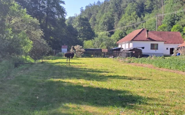 Agresivní pštros zaměstnal hasiče na Boskovicku, chytali ho na čtyři pokusy