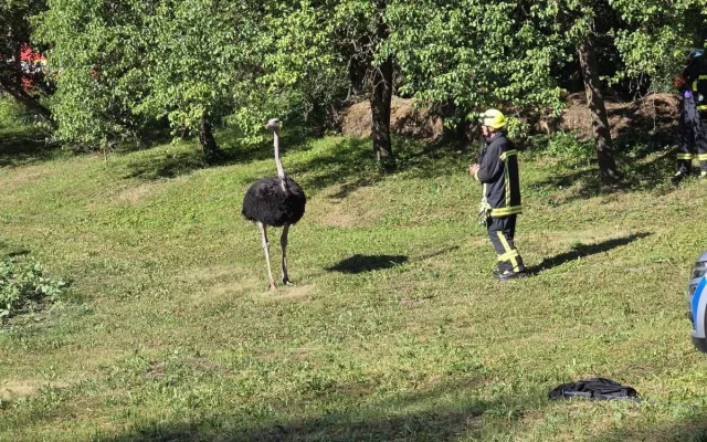 Agresivní pštros zaměstnal hasiče na Boskovicku, chytali ho na čtyři pokusy