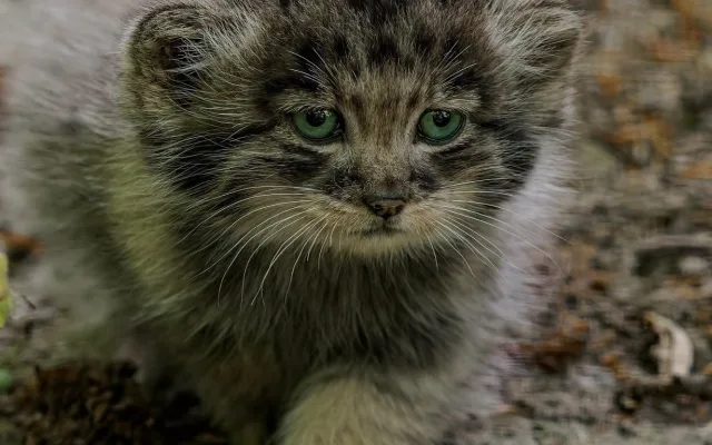 Pořádná dávka roztomilosti. Manulové v brněnské zoo rostou jako z vody