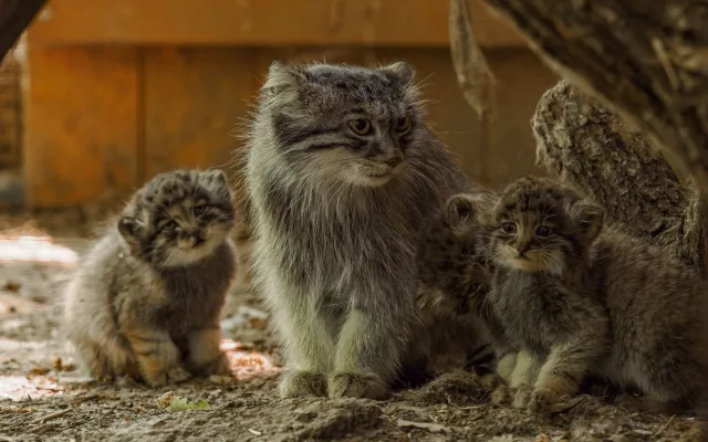 Pořádná dávka roztomilosti. Manulové v brněnské zoo rostou jako z vody