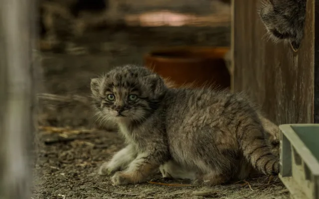 Pořádná dávka roztomilosti. Manulové v brněnské zoo rostou jako z vody