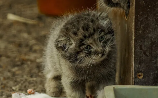Pořádná dávka roztomilosti. Manulové v brněnské zoo rostou jako z vody