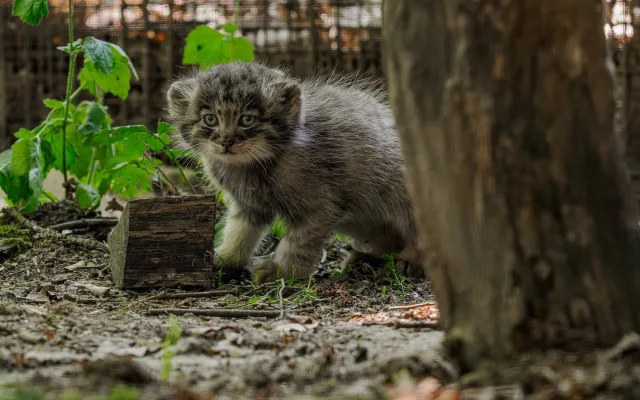 Pořádná dávka roztomilosti. Manulové v brněnské zoo rostou jako z vody
