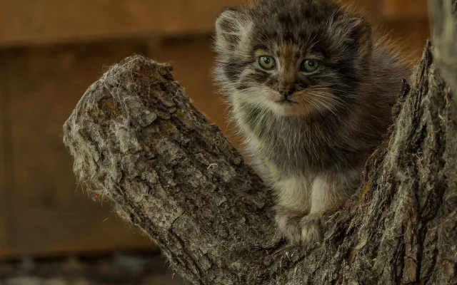 Pořádná dávka roztomilosti. Manulové v brněnské zoo rostou jako z vody