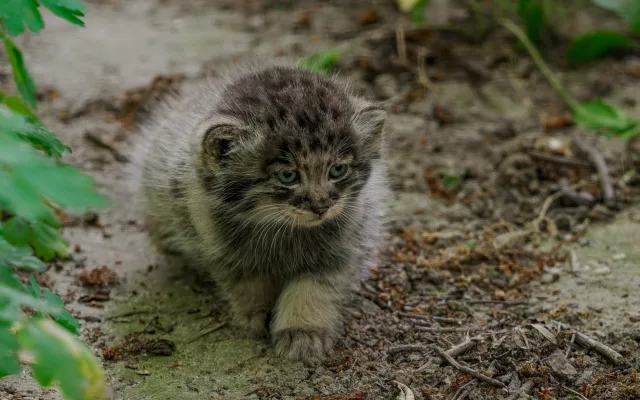 Pořádná dávka roztomilosti. Manulové v brněnské zoo rostou jako z vody