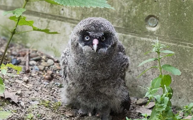 Zdatní lovci s bílým knírem. V brněnské zoo se narodili puštíci vousatí