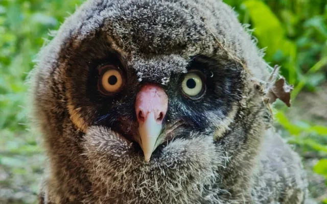 Zdatní lovci s bílým knírem. V brněnské zoo se narodili puštíci vousatí