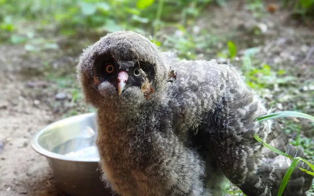 Zdatní lovci s bílým knírem. V brněnské zoo se narodili puštíci vousatí