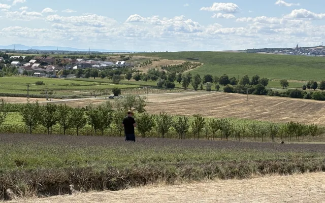 FOTO: Kousek Provence na Moravě. Levandulová pole ve Starovičkách stále kvetou
