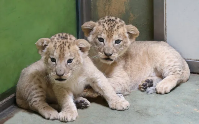 VIDEO: Vrchol roztomilosti. V hodonínské zoo radostně skotačí dvě lvíčata