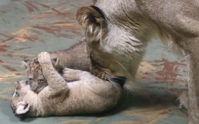VIDEO: Vrchol roztomilosti. V hodonínské zoo radostně skotačí dvě lvíčata