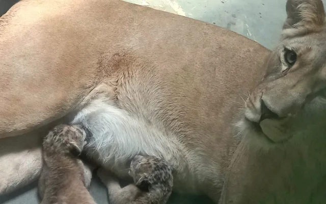 VIDEO: Vrchol roztomilosti. V hodonínské zoo radostně skotačí dvě lvíčata