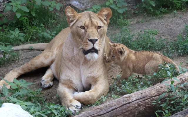VIDEO: Vrchol roztomilosti. V hodonínské zoo radostně skotačí dvě lvíčata