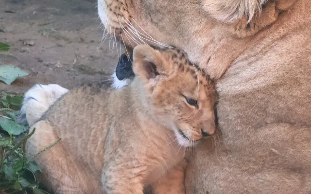 VIDEO: Vrchol roztomilosti. V hodonínské zoo radostně skotačí dvě lvíčata