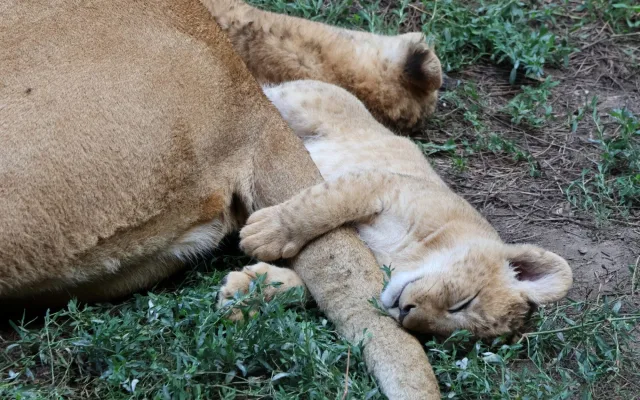 VIDEO: Vrchol roztomilosti. V hodonínské zoo radostně skotačí dvě lvíčata