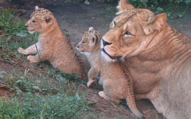 VIDEO: Vrchol roztomilosti. V hodonínské zoo radostně skotačí dvě lvíčata