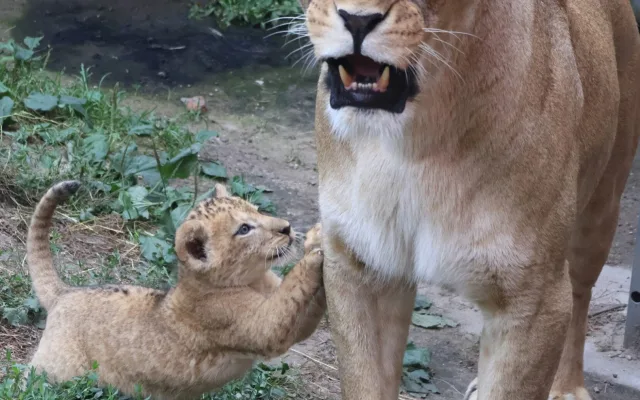 VIDEO: Vrchol roztomilosti. V hodonínské zoo radostně skotačí dvě lvíčata