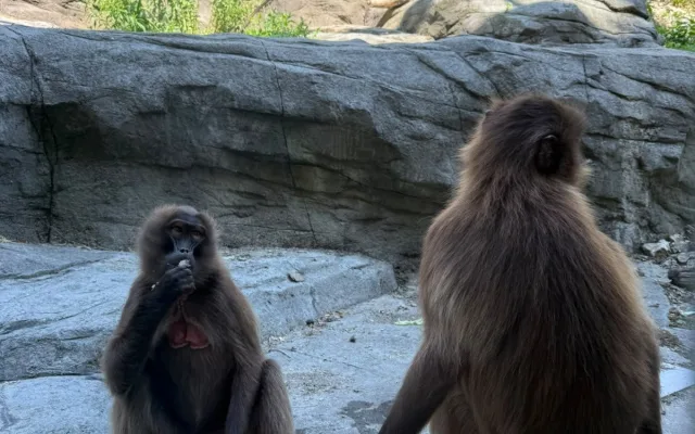FOTO: Tunu ledu pro zvířata. Brněnská zoo bojuje s tropy