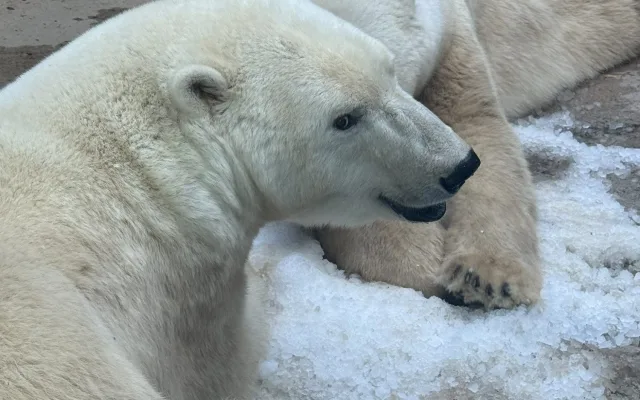 FOTO: Tunu ledu pro zvířata. Brněnská zoo bojuje s tropy