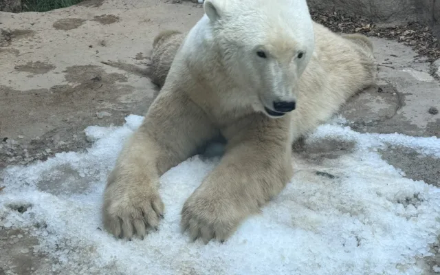 FOTO: Tunu ledu pro zvířata. Brněnská zoo bojuje s tropy