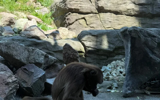 FOTO: Tunu ledu pro zvířata. Brněnská zoo bojuje s tropy