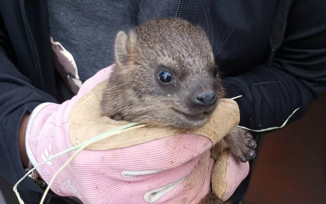 Skalní zpěváci s malými kly. V brněnské zoo se narodilo několik damanů