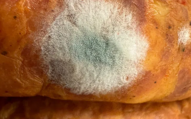 Brněnští vědci učí aplikaci poznat plíseň. Pomůže nevidomým, zapojit se může každý